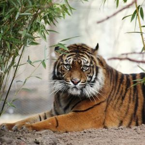 Jaarabonnement voor het hele gezin voor de Zoo Osnabrück
